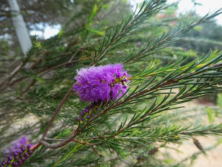 diosmatifolia